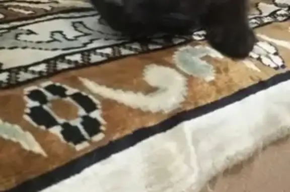 Найдена кошка в Бузулуке, ищем хозяина