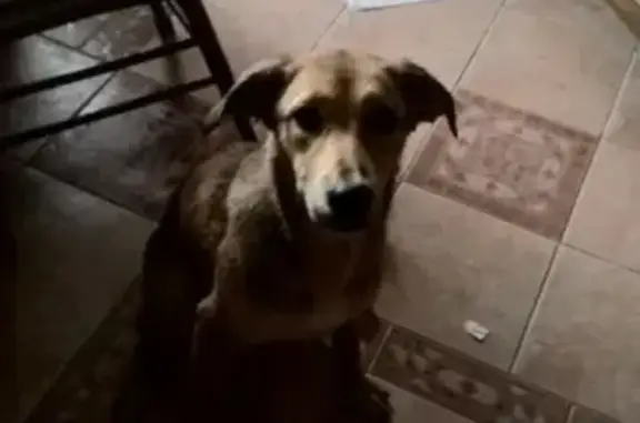 Найдена собака на Звездной в СПб