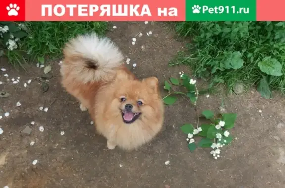 Пропала собака Няша на пр. Козлова, Всеволожск.
