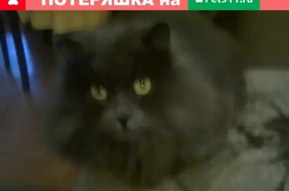 Кошки потеряшки, Слободское, фото: Потеряшка кошка в Золоторучье, вознаграждение за информацию