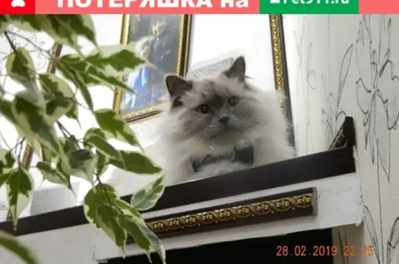 Пропал кот на улице Шапошникова, Красноуфимск