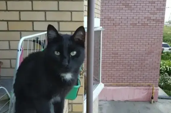 Потерянные животные Смоленск, фото: Пропал кот Барсик на улице Раздольной, дом 4