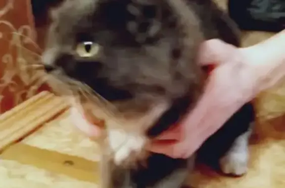 Найден молодой кот на пр. Новгородском, дом 113