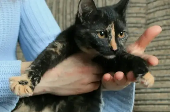 Пропала кошка в районе магазина карусель в Воскресенске, Московская область.