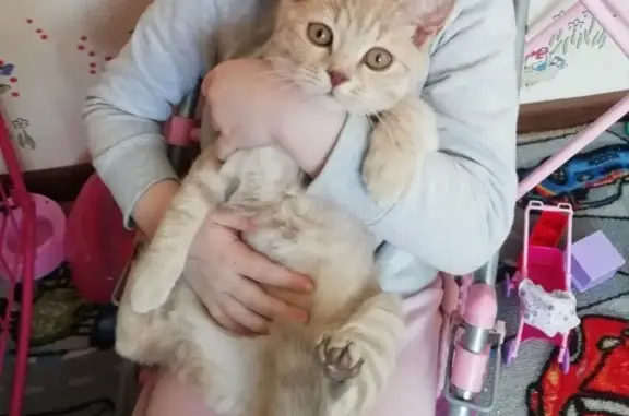 Потерянные животные Смоленск, фото: Пропала кошка на улице Академической