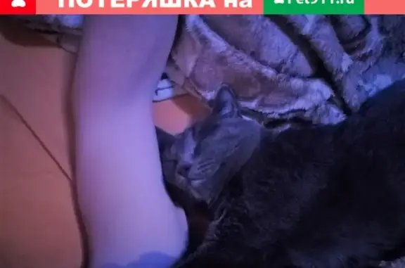Пропала кошка в Магнитогорске: Лиза, серая британка с жировиком, адрес - Советская 115