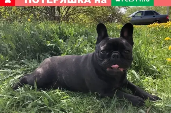 Пропала собака Шаня на улице Куконковых