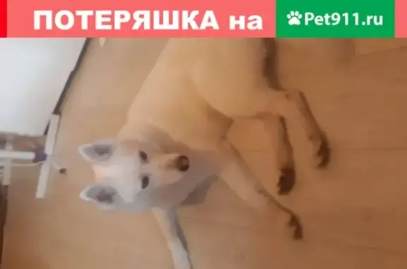 Найдена собака в Минске, район Юго-запад, ищем хозяина