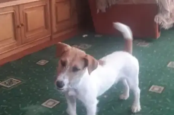 Найдена собака, деревня Алексеевка, фото: Найдена собака в д.Алексеевка, ищем хозяина!