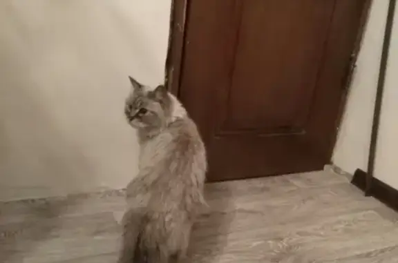 Найдена кошка в Люберцах на Ул. Инициативная