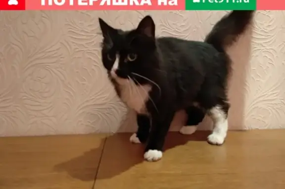 Найдена кошка на Твардовского 10В, ищем хозяев.