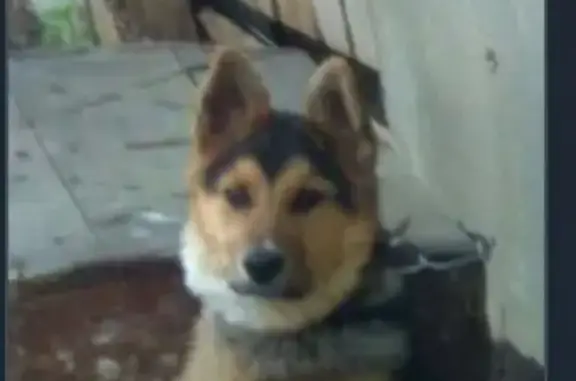 Собаки потеряшки, Большое Игнатово, фото: Потеряшка собака в Большом Игнатово, Республика Мордовия