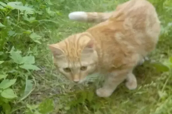 Пропал кот Бакс в Сясьстройском поселении