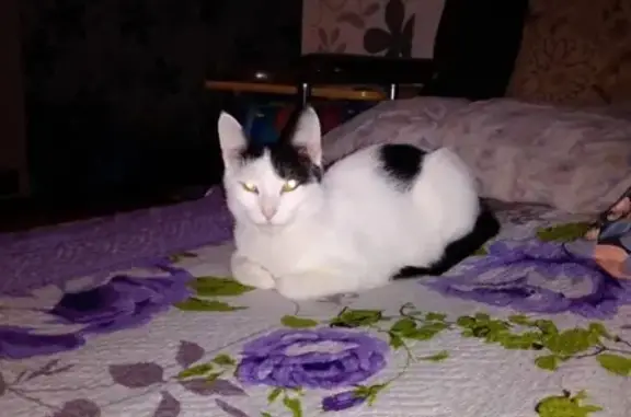 Кошки потеряшки, Ижевск, фото: Потеряшка кошка Маша на Радиозаводе, Ижевск.