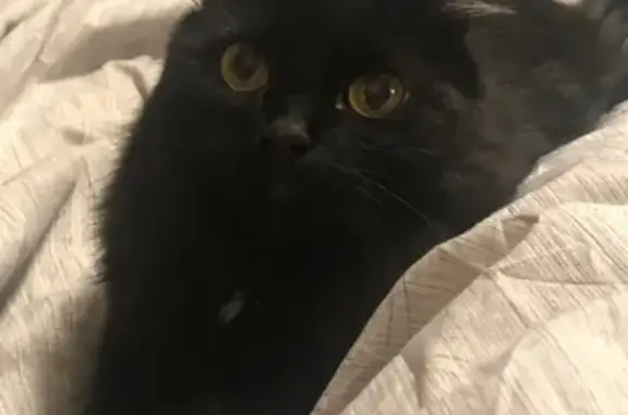 Кошки потеряшки, Новосибирск, фото: Потеряшка кошка на Выборной, 110 (Новосибирск)