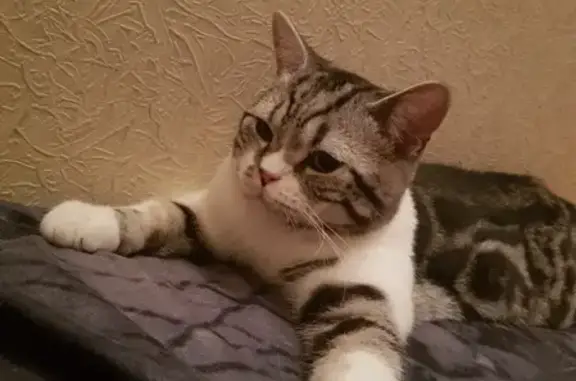 Кошки потеряшки, Новосибирск, фото: Потеряшка кот на Выборной 99/8, Новосибирск