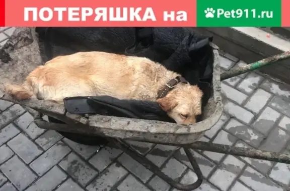 Собака найдена в Паниково, Серпуховский район.