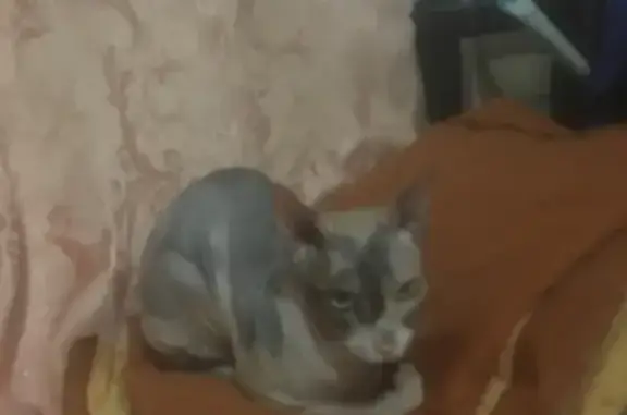 Найдена сфинкс-кошка в Сочи