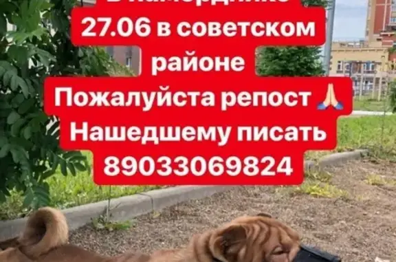Пропала собака в Казани, нужна помощь!