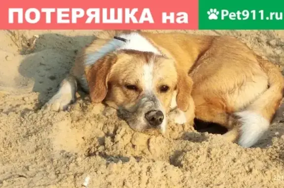 Собаки потеряшки, Нижний Новгород, фото: Потеряшка собака возле ТЦ РИО, Московское шоссе, 12!