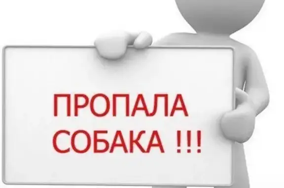 Найден раненый пес в Очаково-Матвевском районе, Москва