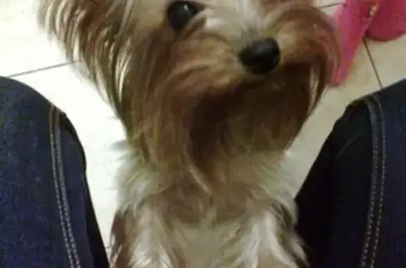 Собаки потеряшки, Новокузнецк, фото: Потеряшка собака возле ТЦ Полет в Новокузнецке