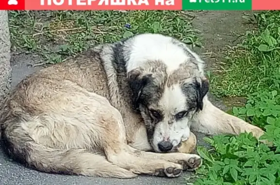 Найдена собака на ул. Коммуны, Санкт-Петербург
