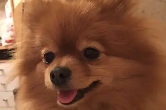 Потерянные животные Нижний Новгород, фото: Пропала собака Эльза на улице Зеленодольской