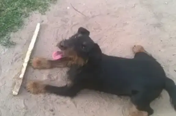 Пропала собака на улице Чехова, Юрино