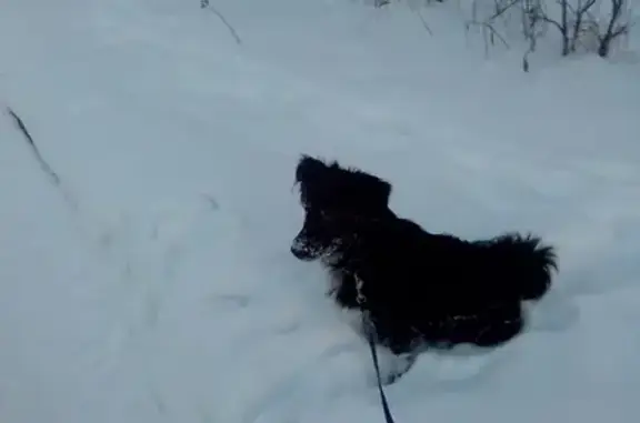 Пропала собака Марик в Кирово-Чепецке