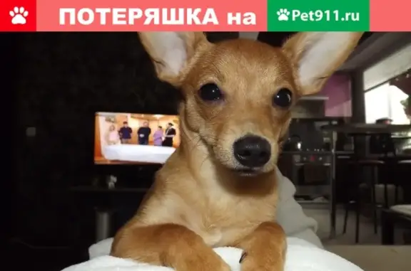 Пропала собака в Новоуральске, Свердловская область