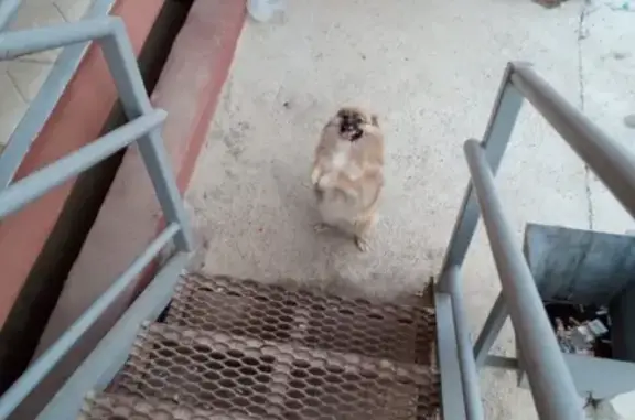 Найдена собака в деревне Алтуховка