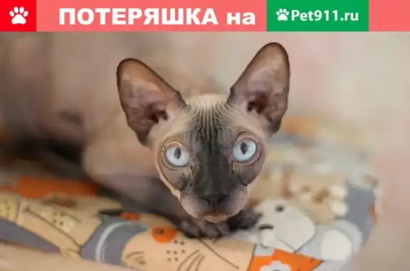 Найдена кошка на ул. Чудненко, 83 в Барнауле