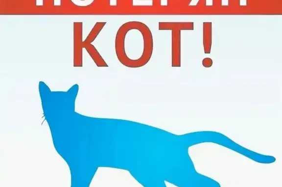 Пропал кот шотландской породы в деревне Н. Калиновка, Орёл.