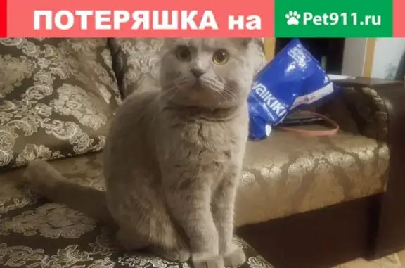 Пропала кошка на ул. Красноармейской, Кувандык, Оренбургская область