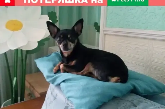 Пропала собака Той-терьер в Новосибирске