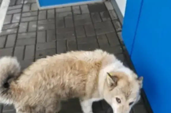 Собака породы лаечка на Московском шоссе