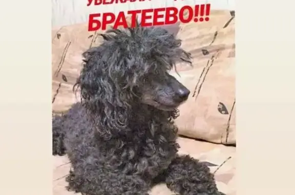 Пропала собака в Братеево, коричневый пудель, 8 лет