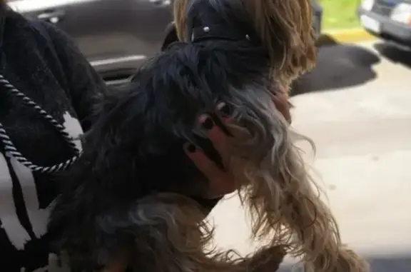 Собаки потеряшки, Нижний Новгород, фото: Потеряшка собака возле пятерочки на Бурденко 33