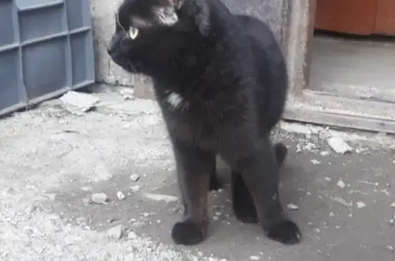 Найден домашний кот в Нижнем Тагиле