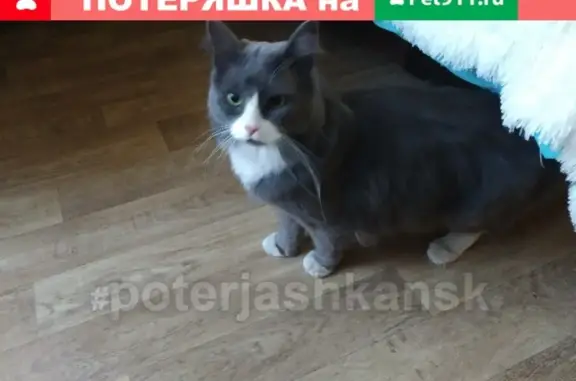 Найдена кошка на ул. Виктора Уса, Новосибирск