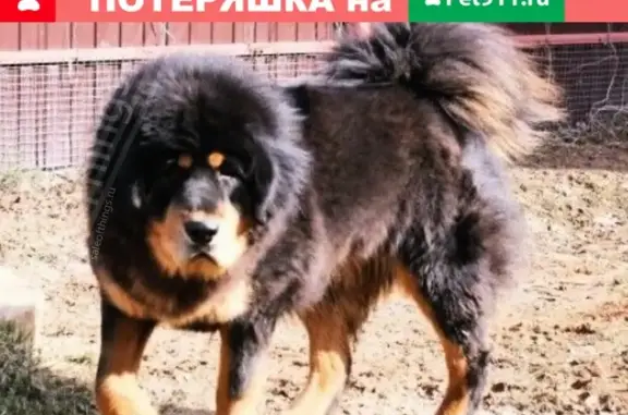 Пропала собака в Купанском, Переславль-Залесский район