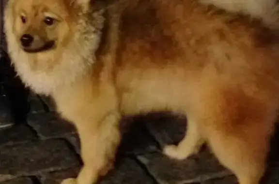 Собаки потеряшки, Москва, фото: Потеряшка собака в Москве, найдена в парке Сокольники.