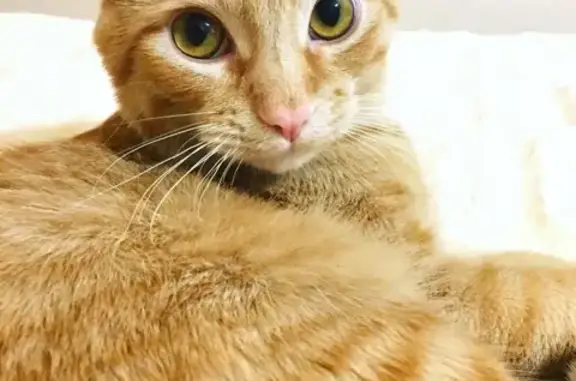 Кошки потеряшки, Новосибирск, фото: Потеряшка кот Тор на ул. Сибирская 41, вознаграждение!