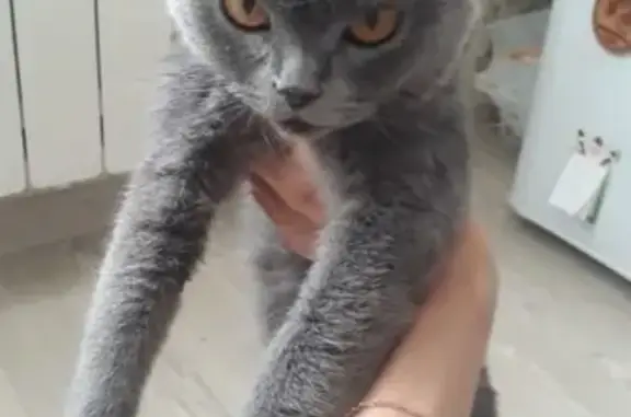 Срочно найдена кошка на Булыгино в Барнауле