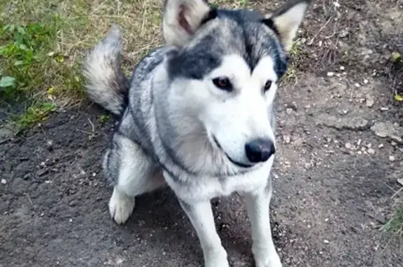 Найдена собака в Ананьино, Вологда - маламут, ищем владельцев