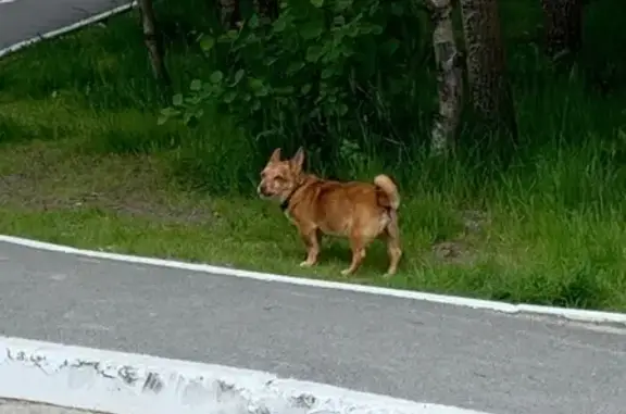 Найдена собака возле Ленинградской 10а