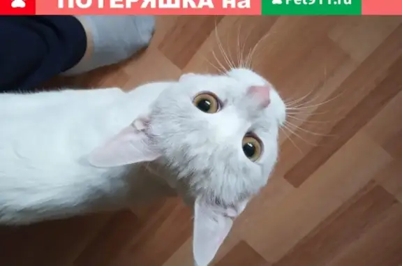Найдена кошка на Светлановском проспекте 76к1, СПб, Калининский р-н