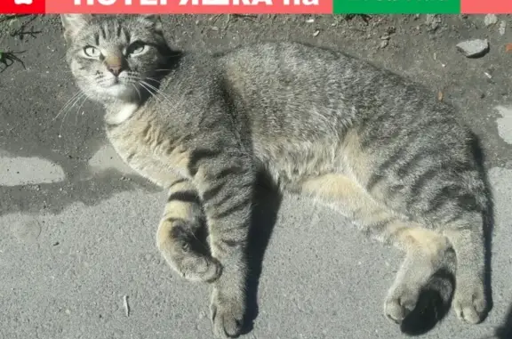 Найден домашний котик на В.О. в СПб