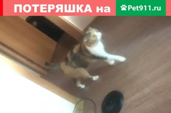 Пропала кошка Мишель на улице Садовая, Белгород